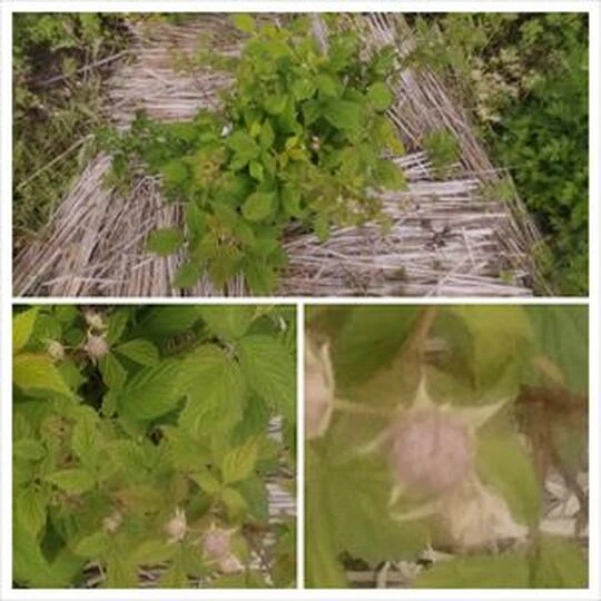 20240515_223758-COLLAGE_R