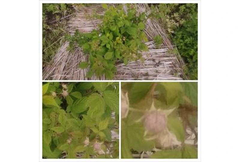 20240515_223758-COLLAGE_R