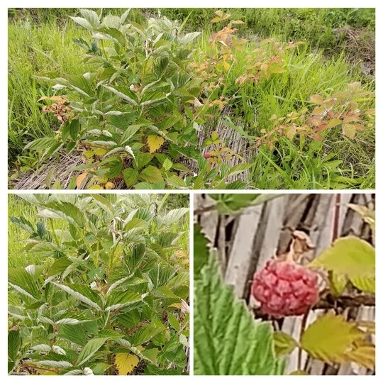 20240608_194620-COLLAGE
