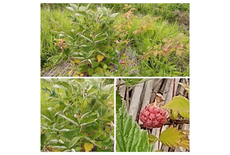 20240608_194620-COLLAGE