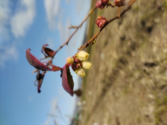 観光農園の魅力
