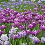 馬見花菖蒲と歴史探訪の旅を満喫しよう！奈良の魅力を存分に体験できる民泊