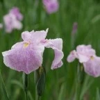 iris2