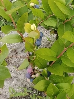 作物の成長と管理