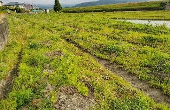 ブルーベリーの魅力を存分に楽しむ至福の宿泊体験