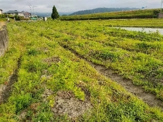 ブルーベリーの魅力を存分に楽しむ至福の宿泊体験