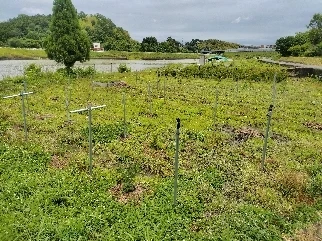 ブルーベリーの魅力を存分に楽しむ特別な体験を