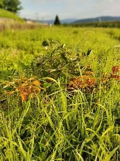 Resize_20240622_205332_2107